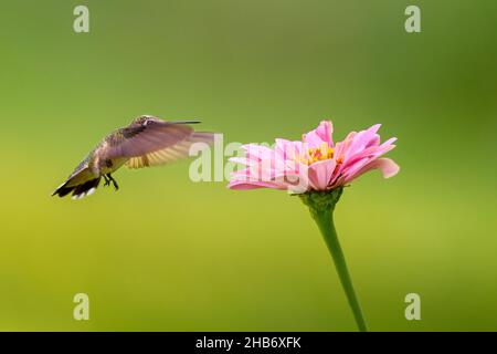 Hummingbird con gola rubino che si nuvolava sul fiore rosa, Archilochus colubris Foto Stock