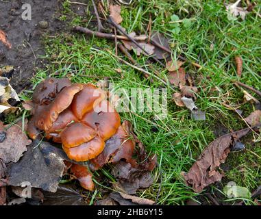 Sgabelli non identificati che crescono tra erba e foglie cadute su un terreno boscoso Foto Stock