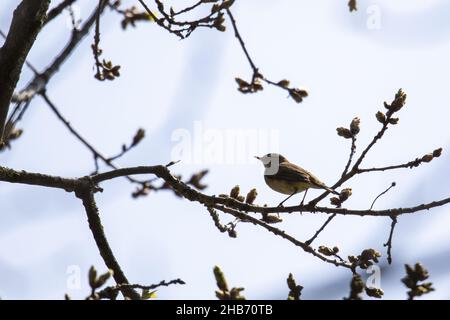 chiffchaff comune (Phylloscopus collybita) seduto su un ramo di un albero Foto Stock