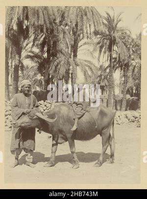 Un ragazzo su un bufalo.e 103. Bufalo egiziano (titolo sull'oggetto), la fotografia fa parte della serie di fotografie dall'Egitto raccolte da Richard Polak., Antonio Beato (menzionato sull'oggetto), Egypte, c.. 1895 - c. 1915, supporto fotografico, carta, stampa albume, altezza 278 mm x larghezza 218 mm altezza 555 mm x larghezza 466 mm Foto Stock