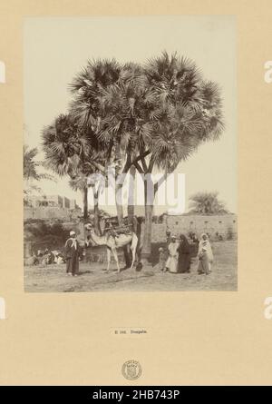 Un gruppo di persone sotto le palme a cupola, e 102. Dompalm (titolo su oggetto), la fotografia fa parte della serie di fotografie dall'Egitto raccolte da Richard Polak., Antonio Beato (menzionato su oggetto), Egypte, c.. 1895 - c. 1915, supporto fotografico, carta, stampa albume, altezza 278 mm x larghezza 218 mm altezza 555 mm x larghezza 466 mm Foto Stock