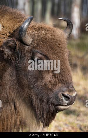 Un ritratto di un giovane auroch (bisonte europeo) in una serata di sole, la Riserva della biosfera di Prioksko-terrasny, Russia Foto Stock