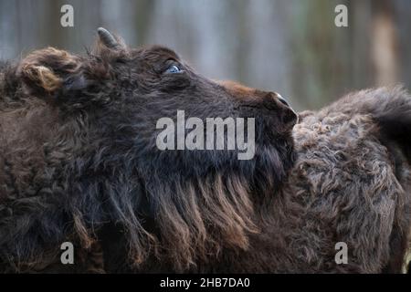 Un giovane auroch con la testa rivolta verso l'alto, la Riserva della biosfera di Prioksko-terrasny, Russia Foto Stock