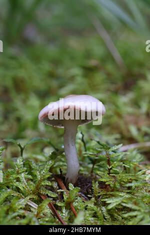 Gomphidius maculatus, conosciuto come la punta di larice o la punta di larice-cappuccio, fungo selvatico dalla Finlandia Foto Stock