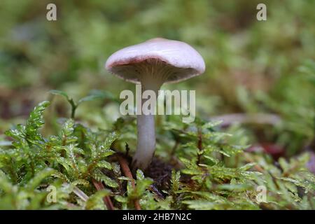 Gomphidius maculatus, conosciuto come la punta di larice o la punta di larice-cappuccio, fungo selvatico dalla Finlandia Foto Stock