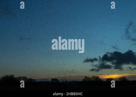 Sturnus vulgaris, muratura su letto riedbed, Ham Wall, Somerset, Regno Unito, Dicembre Foto Stock