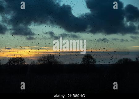 Sturnus vulgaris, muratura su letto riedbed, Ham Wall, Somerset, Regno Unito, Dicembre Foto Stock