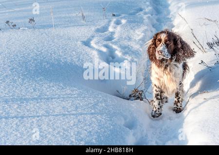 Fluffy English Springer Spaniel a piedi sulla neve bianca in inverno Foto Stock