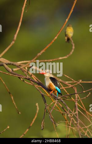 Martin pescatore a testa grigia Halcyon leucocephala, adulto arroccato in albero, Bishangari Lodge, Etiopia, aprile Foto Stock