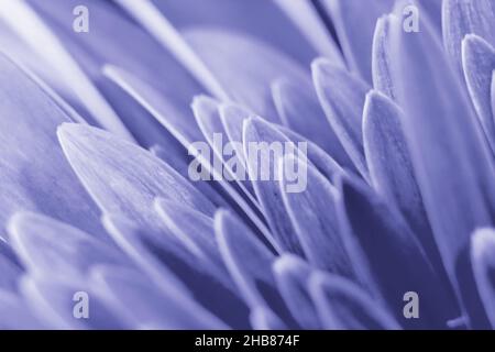 Primo piano petali di gerbera di fiori. Sfondo floreale naturale creativo con fuoco morbido in colore trendy di 2022 anni molto Peri. Foto Stock