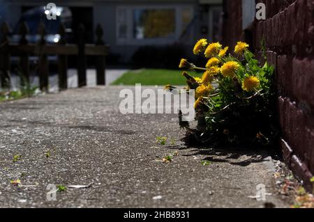 I danelioni che emergono da una crepa tra un muro e il marciapiede, con spazio di copia Foto Stock