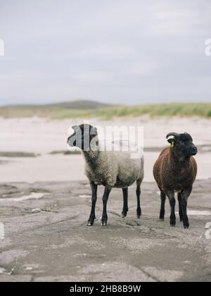 Shetland pecore razza pecora e agnello sul paesaggio scozzese West Highland costa Scozia Regno Unito Foto Stock
