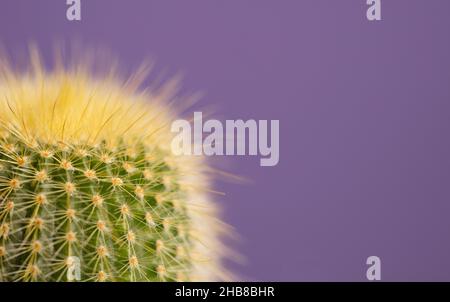 macro dettaglio di cactus con sfondo viola, molto peri Foto Stock