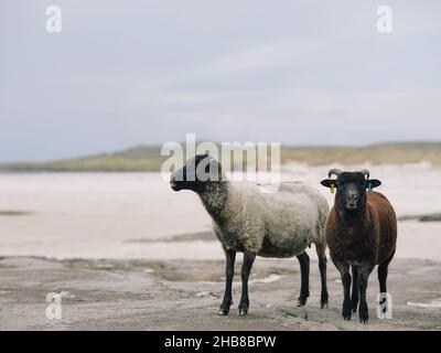 Pecora pecora pecora pecora pecora pecora pecora pecora nella Scozia West Highland Coast paesaggio Scozia Regno Unito Foto Stock