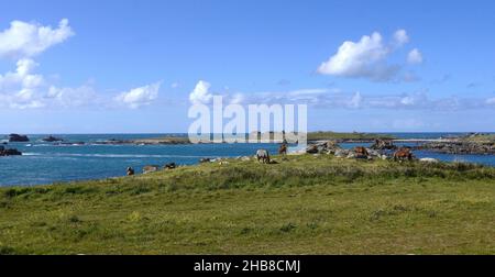 Porspoder (Bretagna, Francia nord-occidentale): Mandria di cavalli da traino Trait Breton, zares e volpi al pascolo sulla zona costiera “Cote des legende”, da Foto Stock