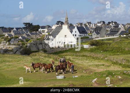 Porspoder (Bretagna, Francia nord-occidentale): Mandria di cavalli da traino Trait Breton (Mares e volpi) in un campo. Stallone e contadino. Sullo sfondo, Th Foto Stock