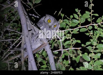 Pallid Scops-owl (Otus brucei) adulto arroccato in albero guardando verso il basso la notte Oman Novembre Foto Stock