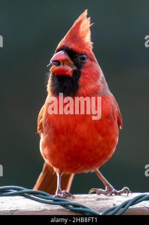 Maschio Cardinale del Nord nel sole del tardo pomeriggio Foto Stock