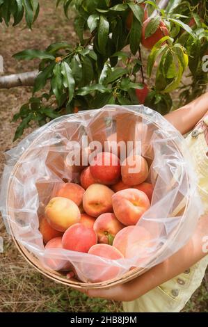 Primo piano di ragazze (8-9) mani che tengono secchio con pesche appena raccolte in frutteto Foto Stock