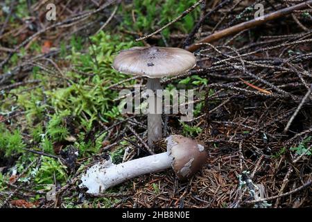 Porfiria Amanita, noto come grigio amanita velato, funghi selvatici dalla Finlandia Foto Stock