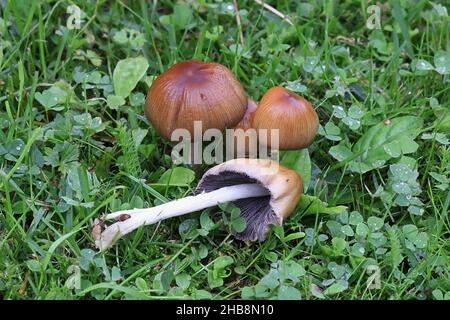 Coprinellus micaceus, detto anche Coprinus micaceus, comunemente noto come Glistering Inkcap, fungo selvatico della Finlandia Foto Stock