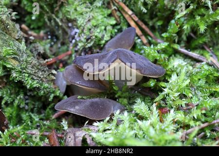 Pseudohydnum gelatinosum, noto come gelatina dentata fungo, falso fungo hedgehog, Lingua del gatto e il bianco di funghi di gelatina Foto Stock