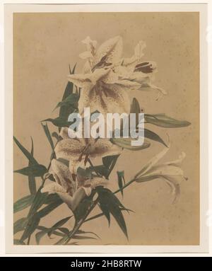 Tiger Lilies, anonimo, Giappone, 1855 - 1890, carta, cartone, stampa albume, altezza 252 mm x larghezza 202 mm altezza 380 mm x larghezza 300 mm Foto Stock