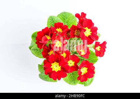 Primo piano di fiori rossi vivaci Primrose in piena fioritura in un giardino pentola vicino a una parete bianca in una soleggiata giornata estiva, bella Outdoor floreale fondo phot Foto Stock