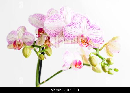 Primo piano vivido rosa Phalaenopsis orchidea fiori in piena fioritura in un giardino pentola vicino a una parete bianca in una giornata estiva soleggiata, bello esterno floreale backgr Foto Stock