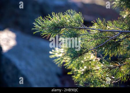 Boccioli di Pine giovani e focalizzati. Pinus sylvestris, pinus nigra, rami di pino di montagna. Albero di Pinus in una giornata di sole con la retroilluminazione del sole Foto Stock