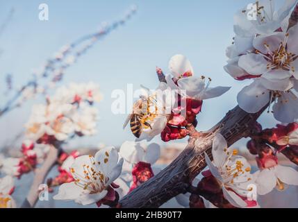 Ape del closeup che raccoglie il polline da un albero fiorente dell'albicocca. Fiori di luna di miele e primavera su sfondo cielo blu Foto Stock