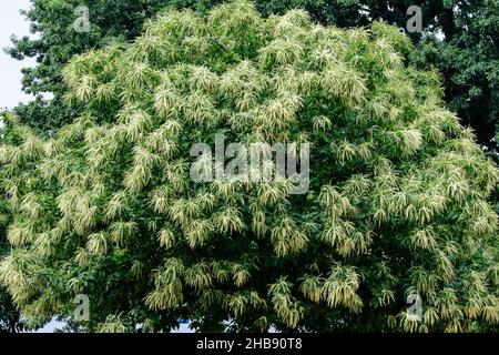 Grandi rami con fiori verdi decorativi e foglie di castagno dolce (Castanea sativa latina) in un giardino britannico in una giornata estiva soleggiata Foto Stock