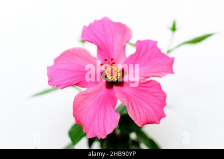 Un grande e delicato fiore di hibiscus rosso vivo in un vaso da giardino vicino ad una parete grigio chiaro, sfondo floreale interno fotografato con selectiv Foto Stock