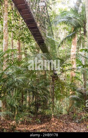 Ponte sospeso nella giungla del parco nazionale Taman Negara, Malesia Foto Stock