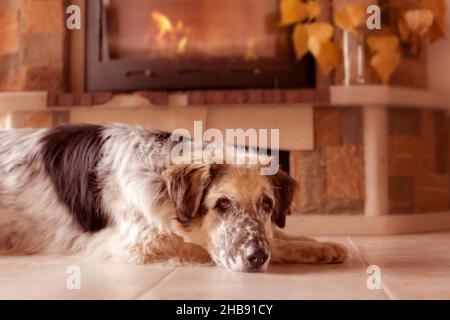 Divertente cane grande sdraiato sul pavimento piastrelle vicino ad un camino Foto Stock