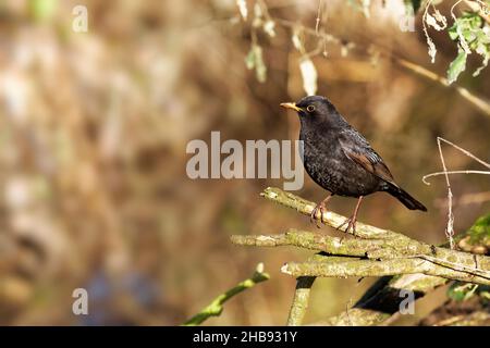 Blackbird è appollaiato su un ramo con spazio di copia. Foto Stock