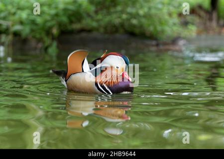 Anatra mandarino galleggiante sull'acqua. Foto Stock