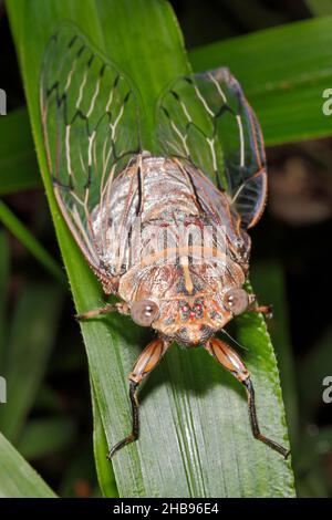 Rasoio Grinder Cicada, Henicopsaltria eydouxii. Coffs Harbour, New South Wales, Australia Foto Stock