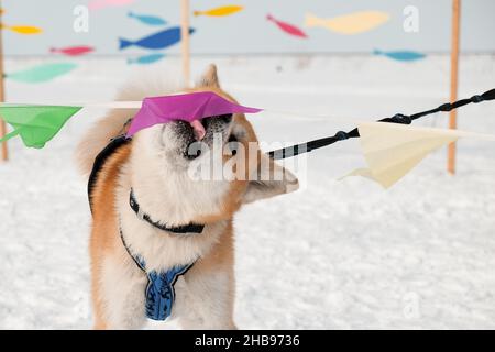 Dudinka, Krasnoyarsk Territory, Russia, 13 aprile 2019: Dabble di cani Akita Inu con bandiere colorate in una gara di slitte trainate da cani Foto Stock