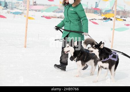 Dudinka, Krasnoyarsk Territory, Russia, 13 aprile 2019: Un uomo da vicino, senza volto, corre nella neve con due cani Husky. Festival di pesca sul ghiaccio Foto Stock