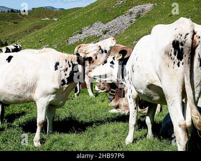 Baciare le mucche sul campo di montagna svizzero nel soleggiato pomeriggio estivo, Engelberg, Svizzera Foto Stock