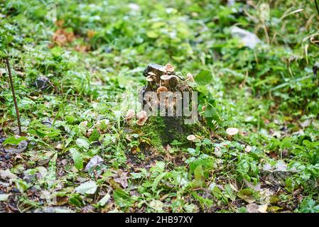 Vecchio moncone marcio con funghi Foto Stock