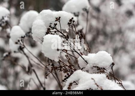 Piante ghiacciate asciutte ricoperte di neve, profondità poco profonda del primo piano di campo - solo pochi cristalli di ghiaccio a fuoco Foto Stock