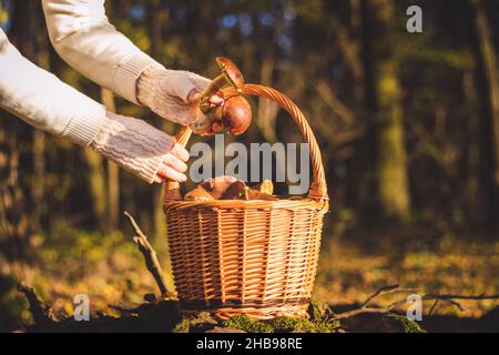 Raccolta funghi porcini in foresta. Cestino di vimini pieno di funghi raccolti. Le mani femminili in guanto di maglia che mette il fungo nel cestino Foto Stock