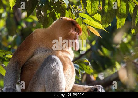 Scimmia Proboscis maschio, Bako parco nazionale Borneo Foto Stock