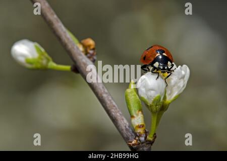 Primo piano di un ladybug (Coccinella septempunctata) su fiori di ciliegio Foto Stock