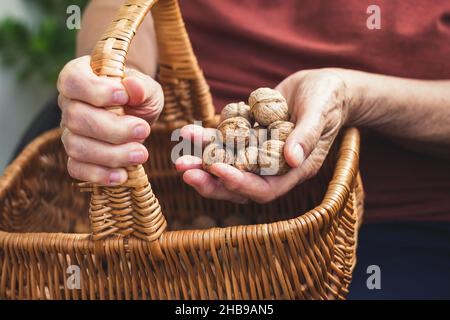 Donna anziana che tiene noci e cestino di vimini nelle sue mani. Manciata di noce raccolta Foto Stock