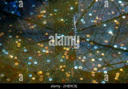 Monete nel Wishing Well, Rio, Brasile Foto Stock