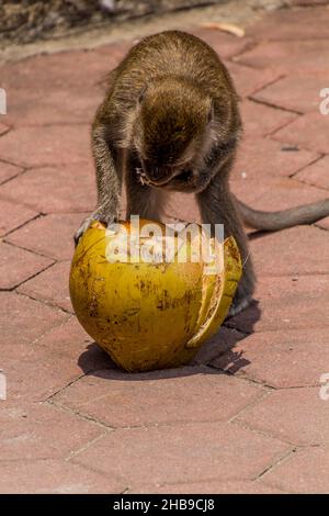 Macaco dalla coda lunga che mangia un cocco vicino alle grotte di Batu, Malesia Foto Stock