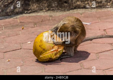 Macaco dalla coda lunga che mangia un cocco vicino alle grotte di Batu, Malesia Foto Stock